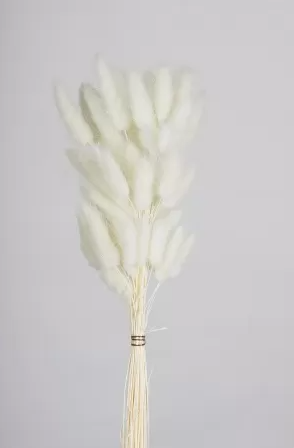 Сухоцвет "Лагурус", разм. цветка 5-7 см. 60 шт в пучке, разм. пучка. 60-70 см. светло-зеленый