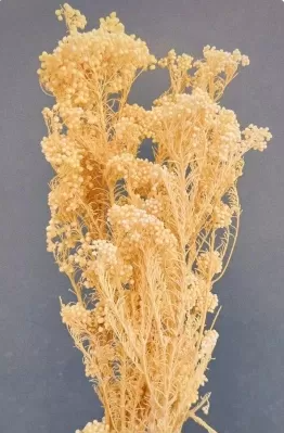 Сухоцвет "Рисовый цветок (Диосми)", длина 60-70 см, 3-5 веток/упак., 80 гр.,выбеленн.шампань