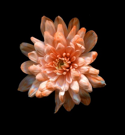 Флористическая краска 0,275л №3 персиковый