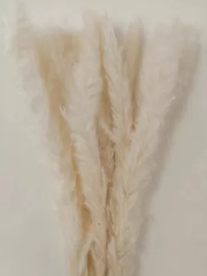 Сухоцвет "Камыш", длина 60-80 см, 15 шт/упак. шампань
