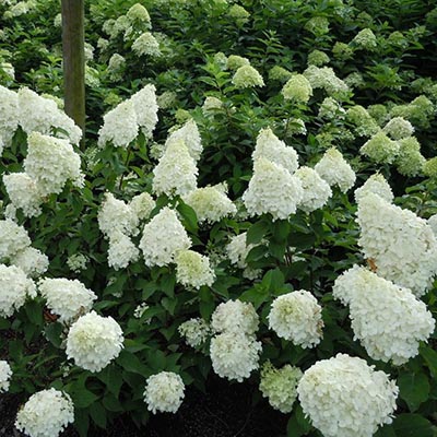 Гортензия Paniculata 28/100