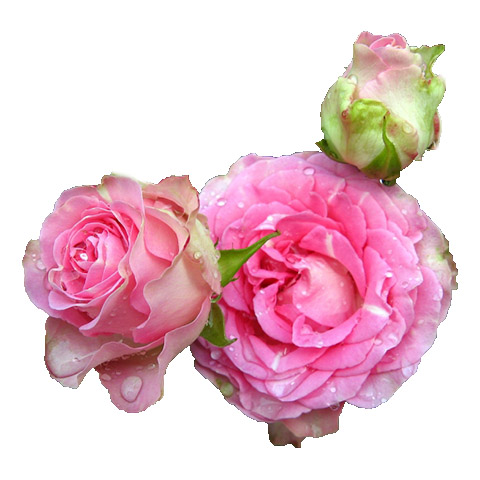 Роза (саженцы) флорибунда "динара"
