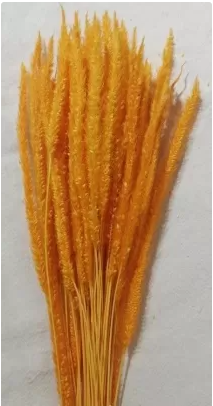 Сухоцвет "Флум", длина 15-20 см, 50 шт/упак, оранжевый.