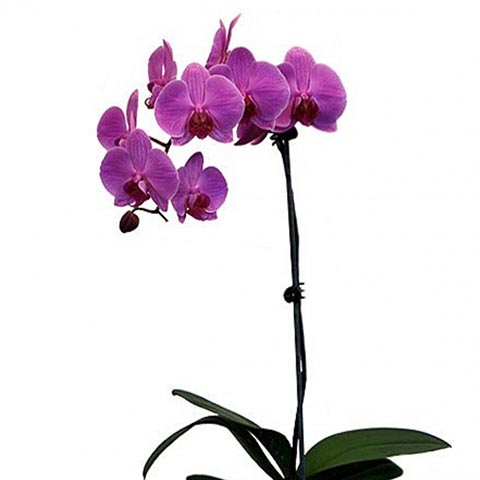 Орхидея микс 2сорт