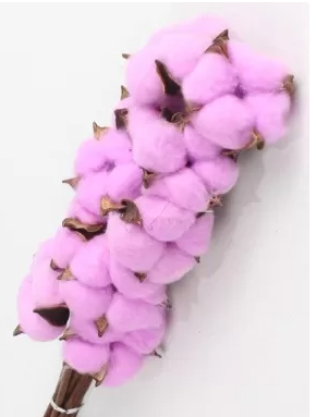 Сухоцвет "Хлопок" 10 шт./упак. розово-лиловый.