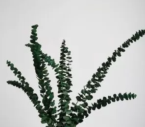 Сухоцвет "Эвкалипт Бэби Блю", длина 60-65 см, 10 шт./упак., травяной