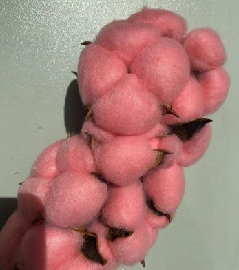 Сухоцвет "Хлопок" 10 шт./упак., Розовый.