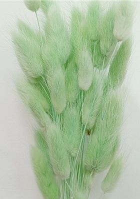 Сухоцвет "Лагурус", разм. цветка 3-6 см. 50 шт в пучке, разм. пучка. 55-65 см. светло-зеленый