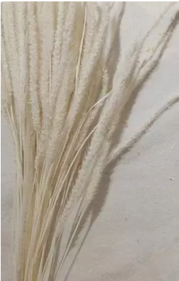 Сухоцвет "Флум", длина 15-20 см, 50 шт/упак, белый.