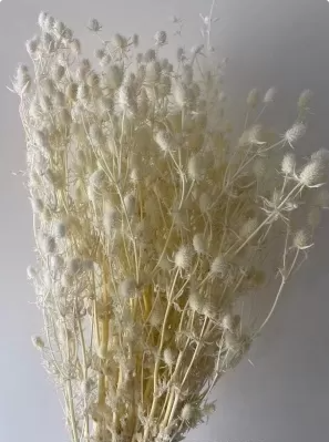 Сухоцвет «Эрингиум», 100 гр/упак., белый