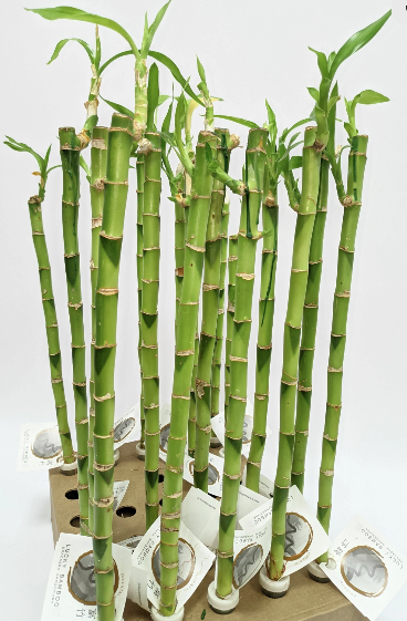 Драцена Lucky Bamboo 14/30