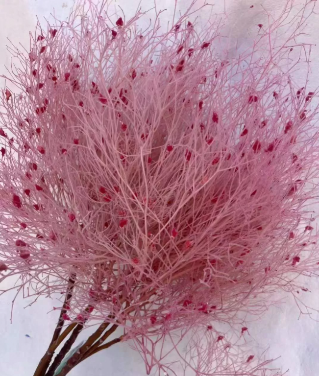 Сухоцвет "Ситник нитевидный", длина 50-70 см, 2-5 шт/упак. розовый