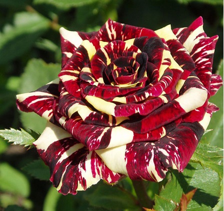 Роза ( саженцы) плетистая  абракадабра