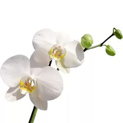 Орхидея без цветков 2сорт