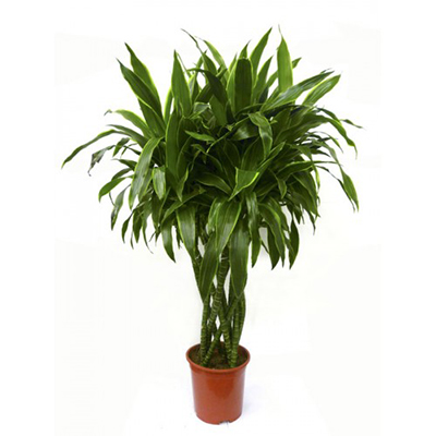 Драцена Fragrans 17/80
