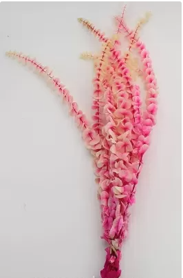 Сухоцвет "Эвкалипт Бэби Блю", длина 60-65 см, 10 шт./упак., градиент бело-розовый.