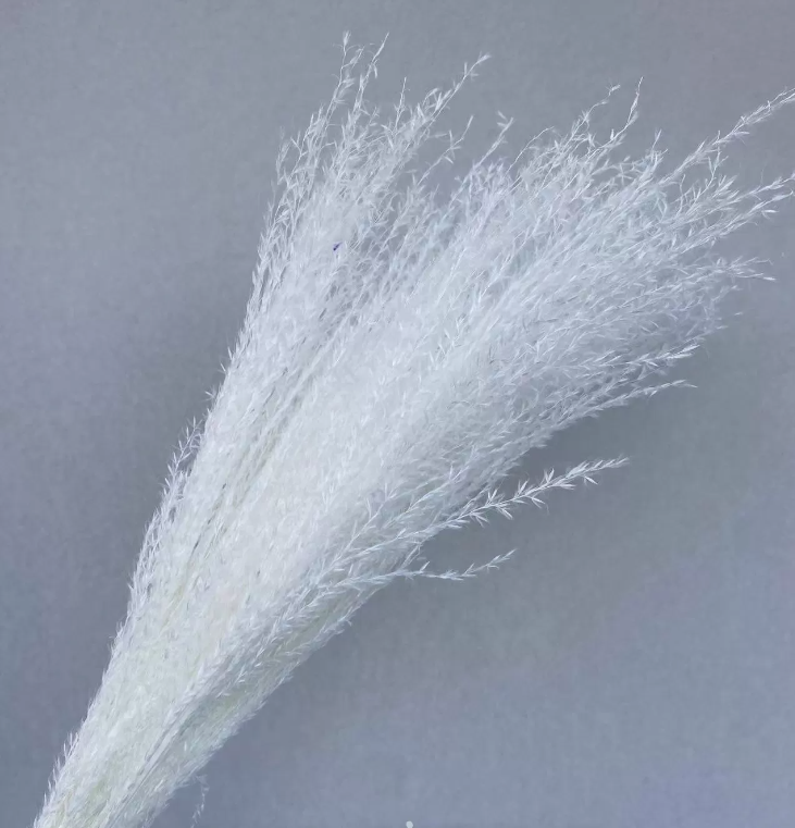 Сухоцвет "Пампасная трава", длина 70-80 см, 30-40 гр, 10 шт. белый