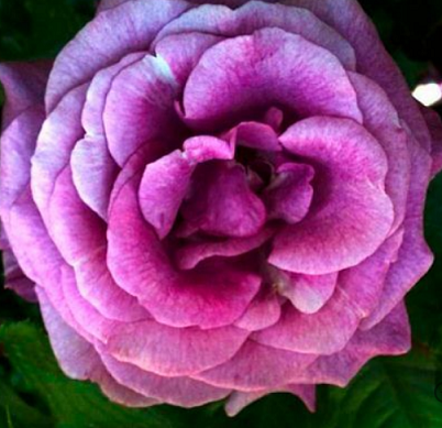 Роза чайно-гибридная Виолетт Парфюм в коробке