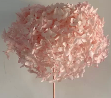 Сухоцвет "Гортензия", длина 60-70 см, диаметр цветка 20 см, 50-60 гр. выбеленн.розовый