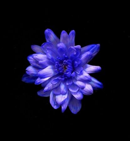 Флористическая краска 1л. №22 брилиантовый фиолет