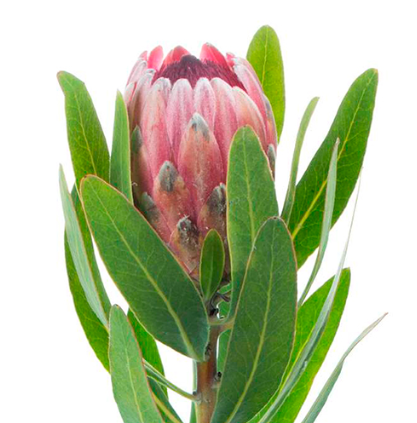 Протея Pink Ice