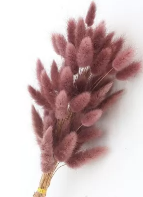 Сухоцвет "Лагурус", 60 шт в пучке, разм. цветка 5-7 см, винный