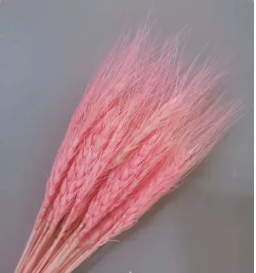 Сухоцвет "Пшеница", длина 60-70 см, 50-60 гр, 50 шт/упак., розовый
