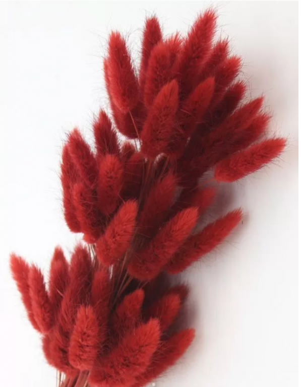 Сухоцвет "Лагурус", разм. цветка 5-7 см. 60 шт в пучке, разм. пучка. 60-70 см. насыщенный красный