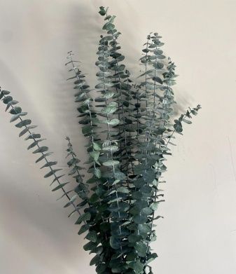 Сухоцвет "Эвкалипт Бэби Блю", длина 60-65 см, 10 шт./упак., зеленый
