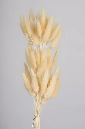 Сухоцвет "Лагурус", разм. цветка 5-7 см. 60 шт в пучке, разм. пучка. 60-70 см. шампань