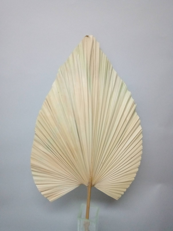 Сухоцвет "Пальмовые листья", длина 50-60 см. натуральный