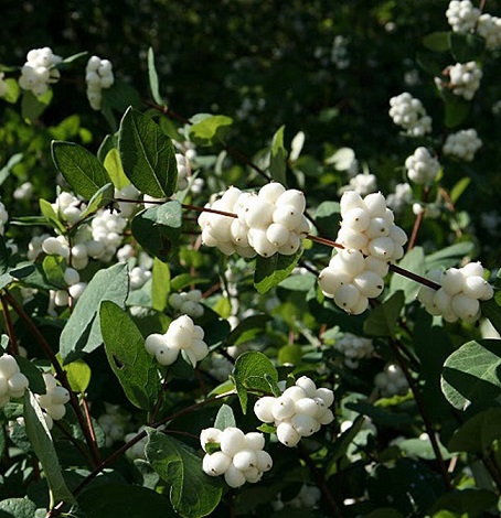Снежноягодник Доренбоза White Hedge С5
