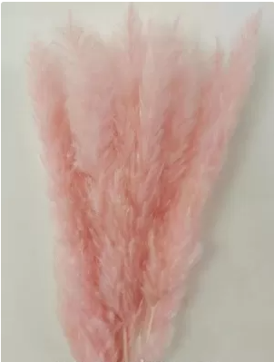 Сухоцвет "Камыш", длина 60-80 см, 15 шт/упак. персиково-розовый