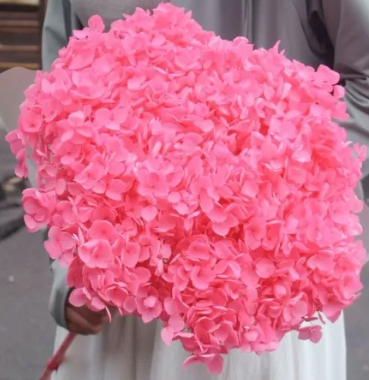 Сухоцвет "Гортензия", длина 60-70 см, диаметр цветка 20 см, 50-60 гр. розовый