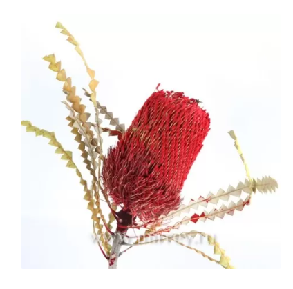 Сухоцвет "Банксия", длина 50 см, 80-100 гр/упак, красный