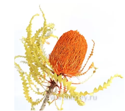 Сухоцвет "Банксия", длина 50 см, 80-100 гр/упак, оранжевый