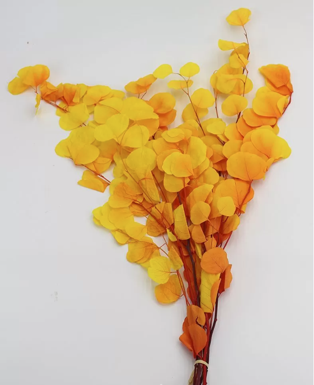 Сухоцвет "Эвкалипт Цинерия", длина 60-70 см, 100 гр/упак., градиент желто-оранжевый.