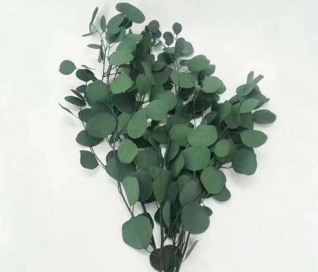 Сухоцвет "Эвкалипт Цинерия", длина 70-75 см, 100 гр/упак., насыщенный зеленый
