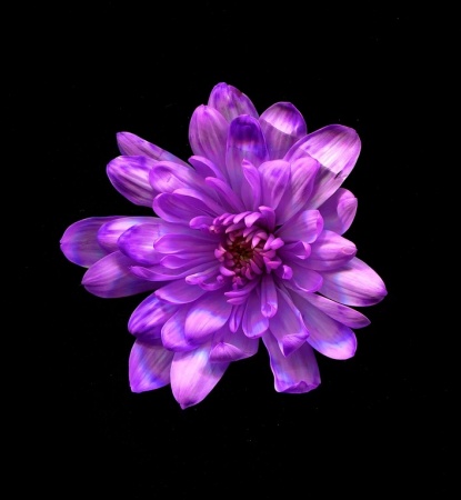 Флористическая краска 0,275л №17 ярко-фиолетовый