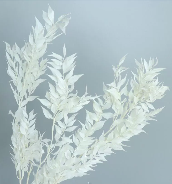 Сухоцвет "Рускус", длина 60-70 см, 1-3 шт/упак. Белый
