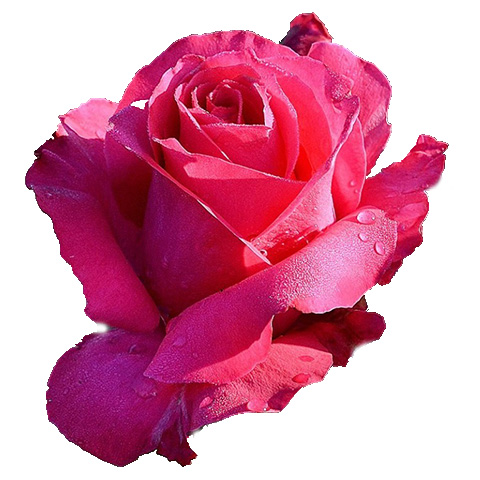 Роза (саженцы) парковая "вивьен роуз"