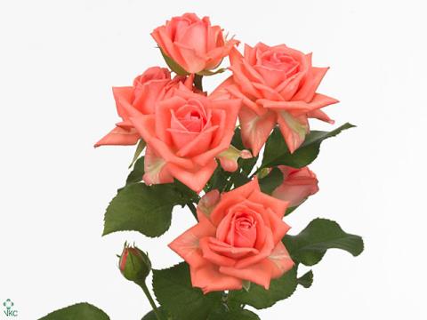 Роза подмосковная кустовая 70см