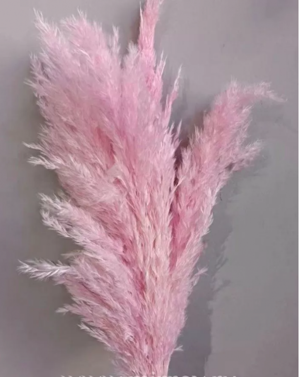 Сухоцвет "Тростник", 30 см, 5 шт/упак.,  нежно-розовый..