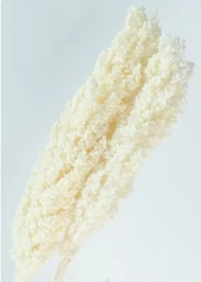 Сухоцвет "Сорго", длина 70-80 см, 130-180гр/упак.белый