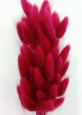 Сухоцвет "Лагурус", разм. цветка 3-6 см. 50 шт в пучке, разм. пучка. 55-65 см. фуксия