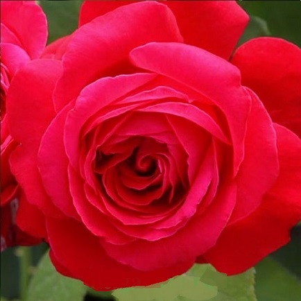 Роза (саженцы) чайно-гибридная "розовая магия "