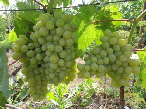 Виноград плодовый Гарольд (С3) (оч.ранний, янтарно-желтый, овальный)