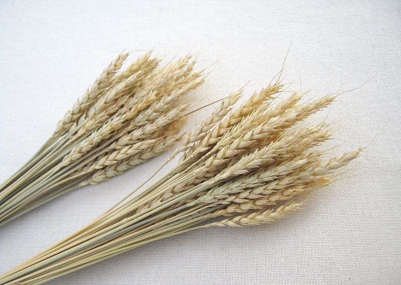 Пучок "Пшеница" натуральная, в пучке 50 колосков