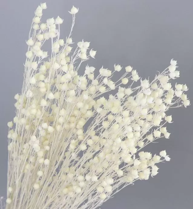 Сухоцвет "Бобы акации", длина 60-70 см, 30-45 веток/упак. Белый