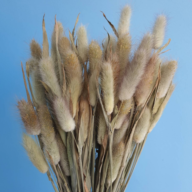 Сухоцвет "Лагурус", разм. цветка 5-7 см. 60 шт в пучке, разм. пучка. 60-70 см. натуральный